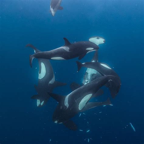 Orca Whales and SeaWorld: A Controversial Relationship in the Water